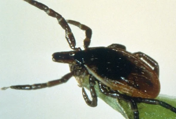DIY Controls To Help Manage Ticks in Your Yard