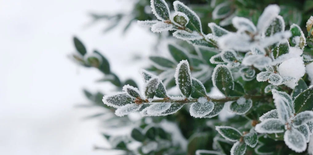How to Prepare Your Landscape for Winter 