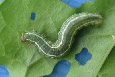 wintermoth1.jpg