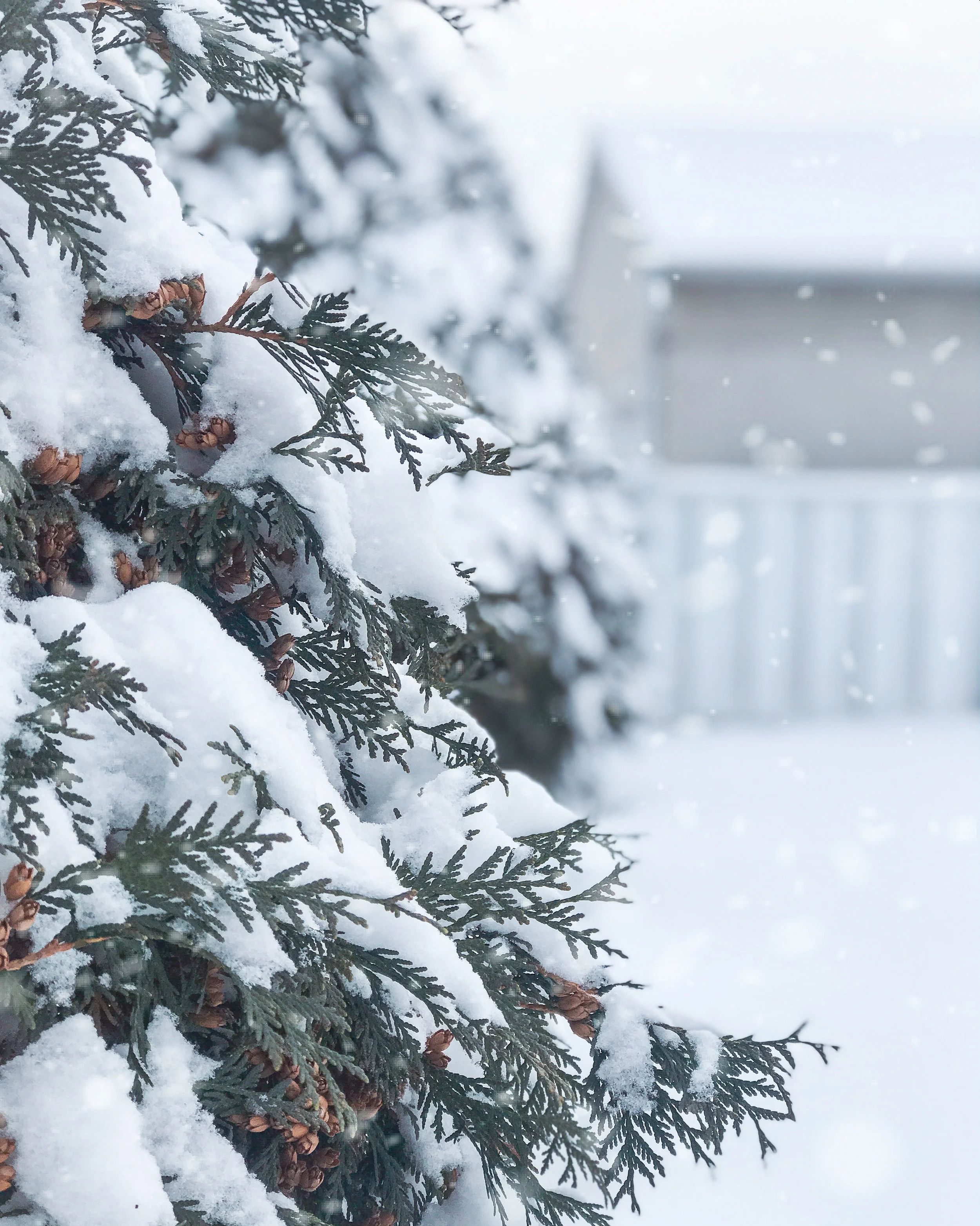 How to Prepare Your Trees and Plants for Winter