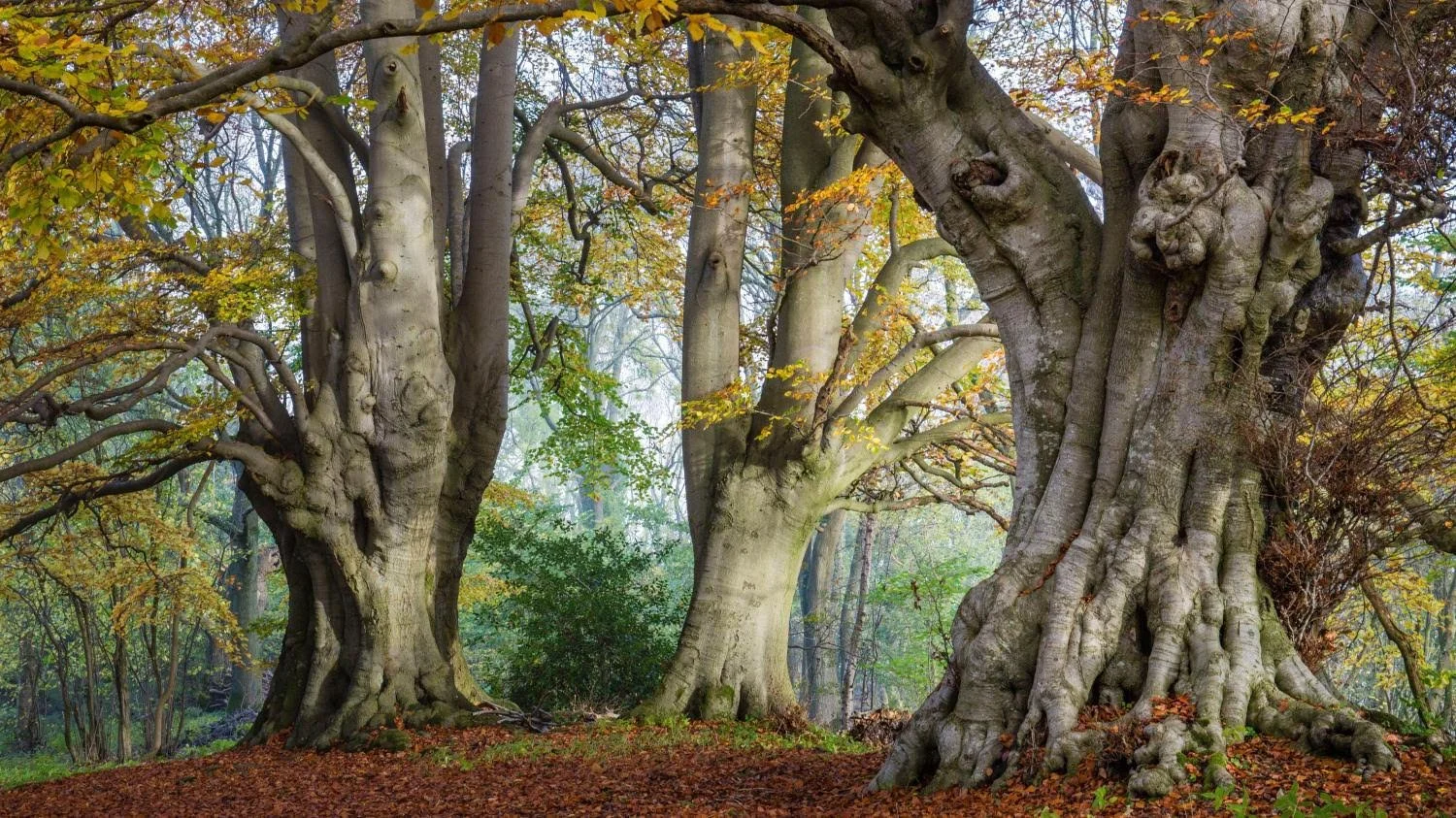 Mature trees