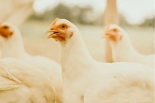 Chicken%2Bon%2Bgrass.jpg