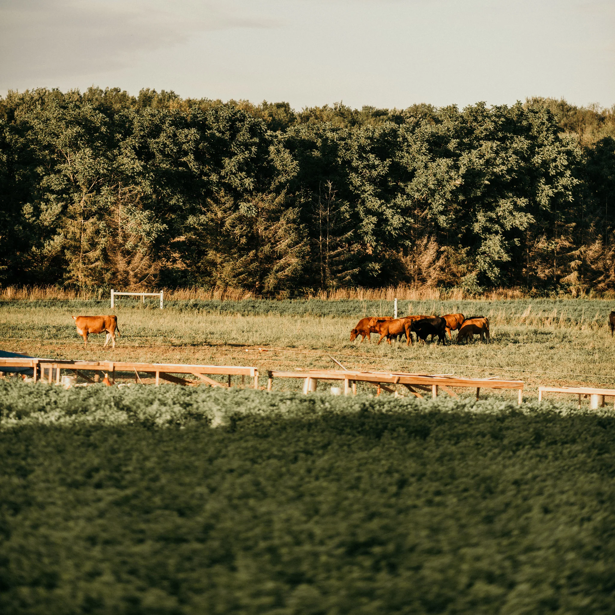 cattle and chick tractors.jpg