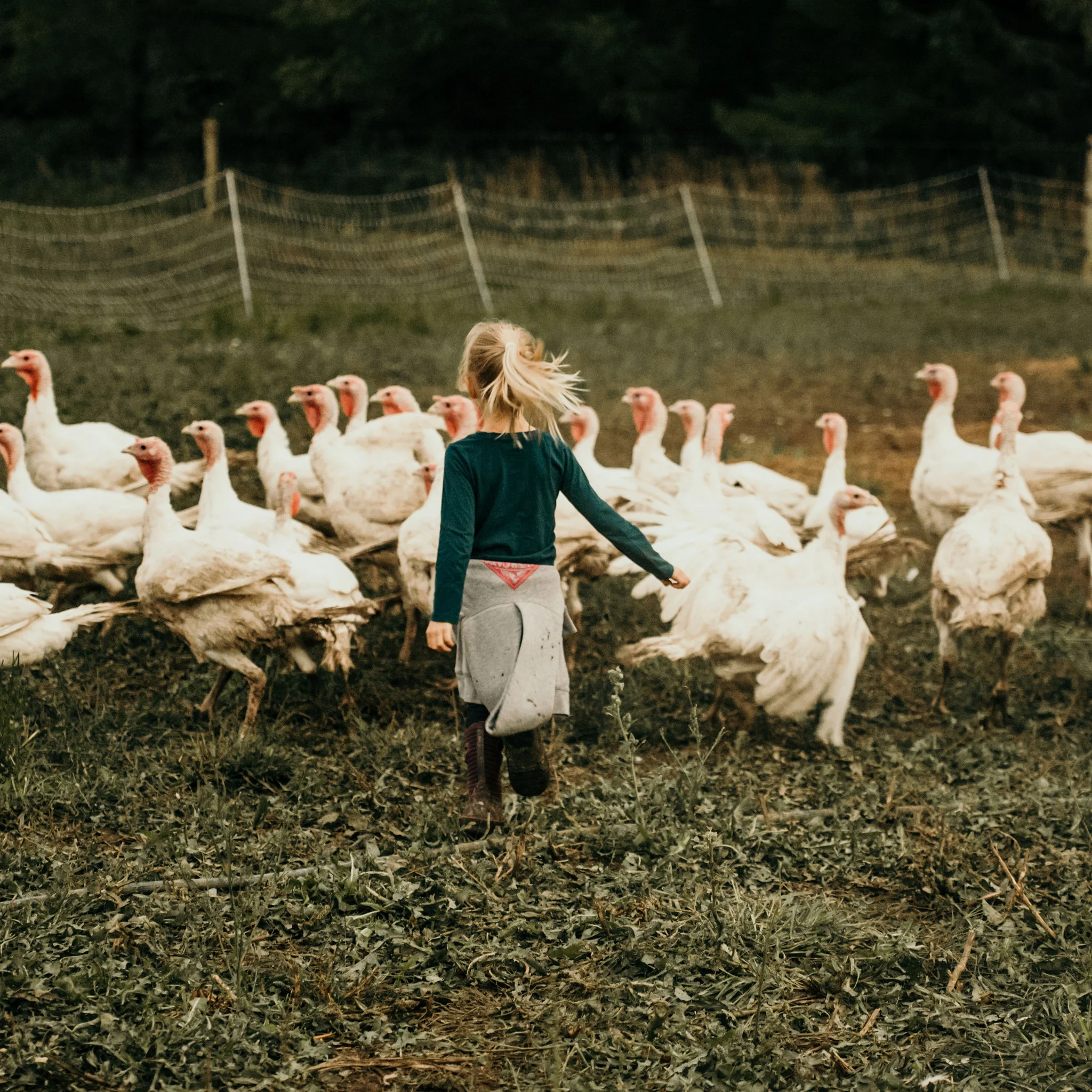 turkeys.jpg