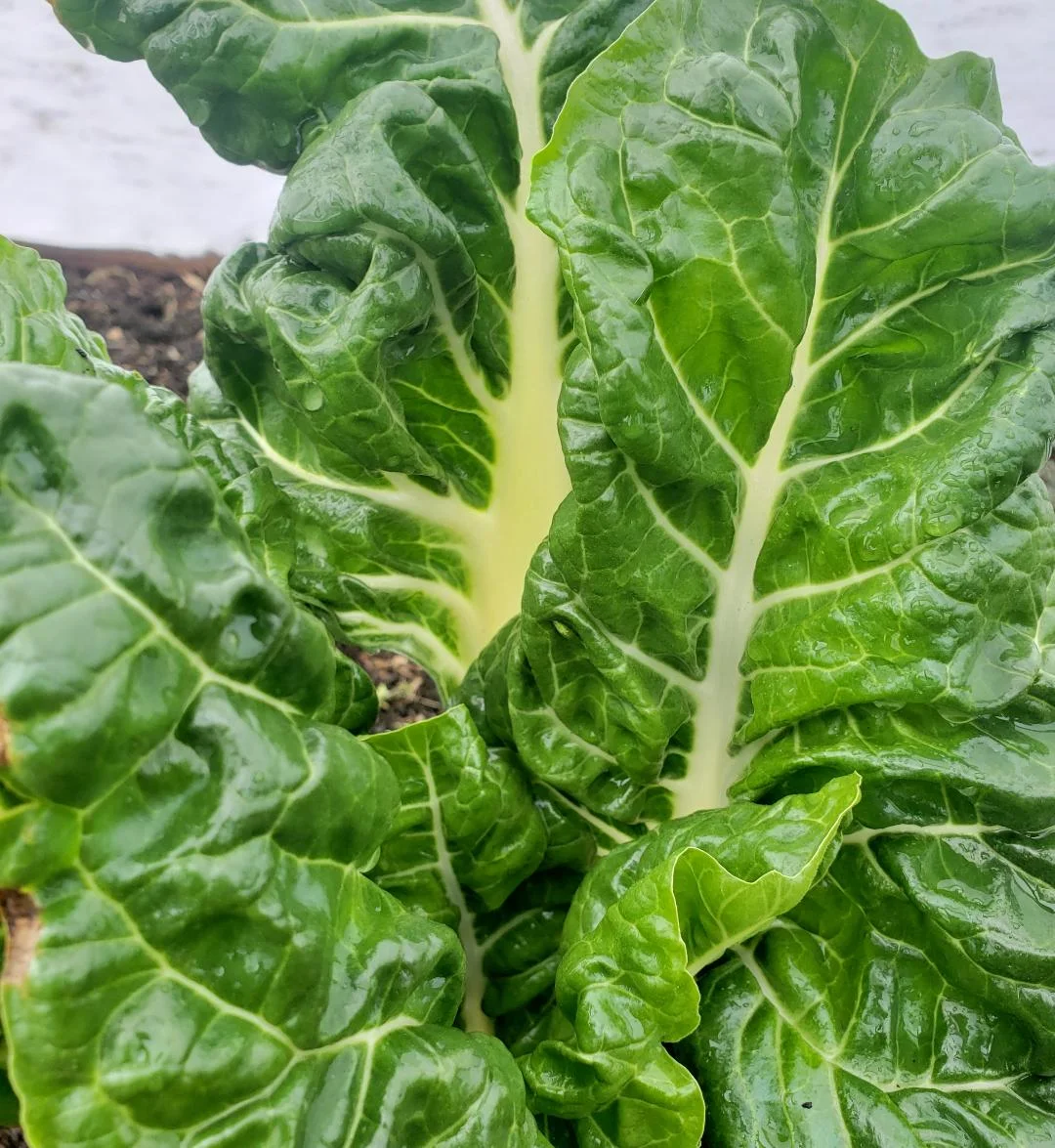 Green Chard