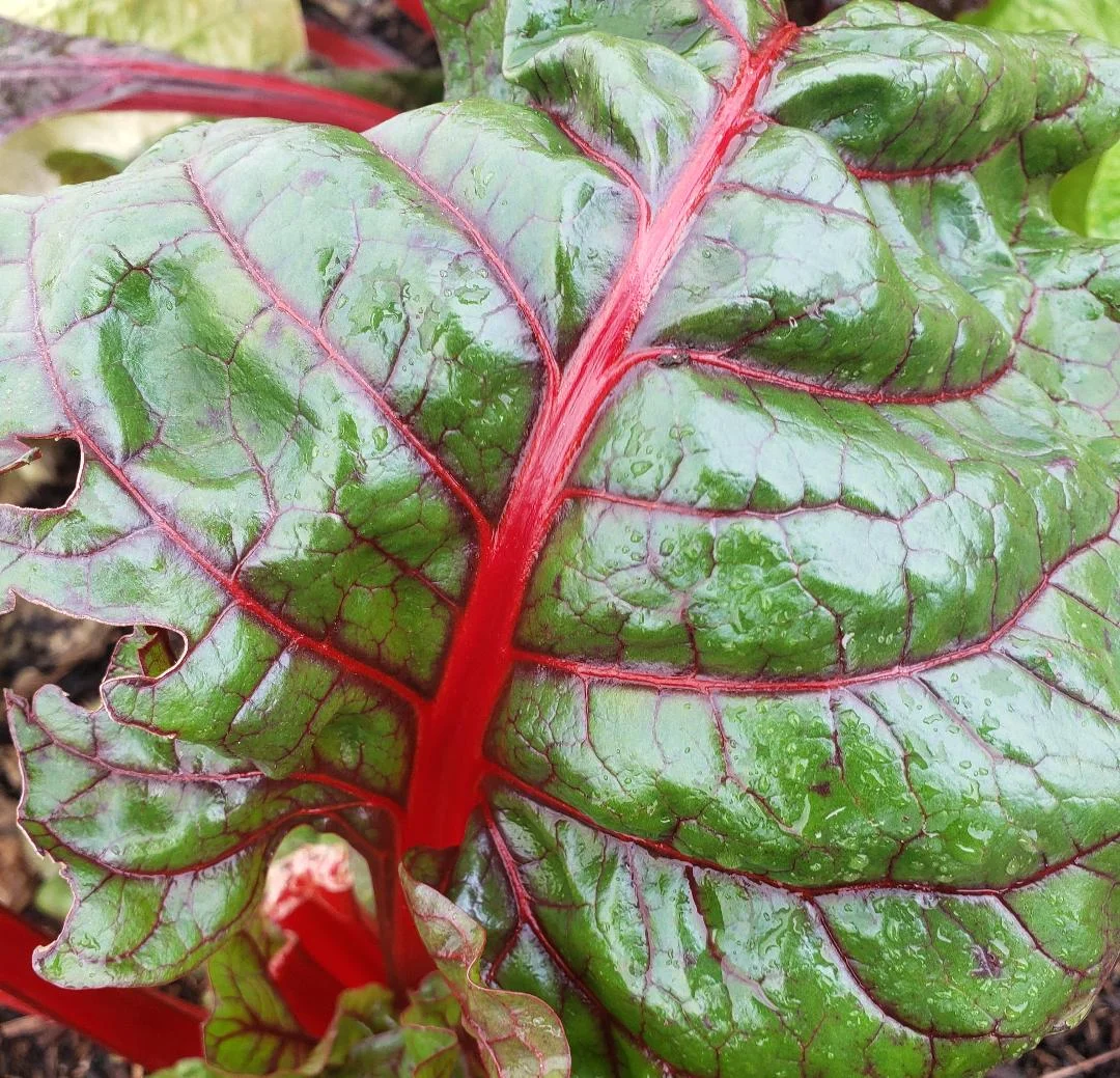 Red Chard