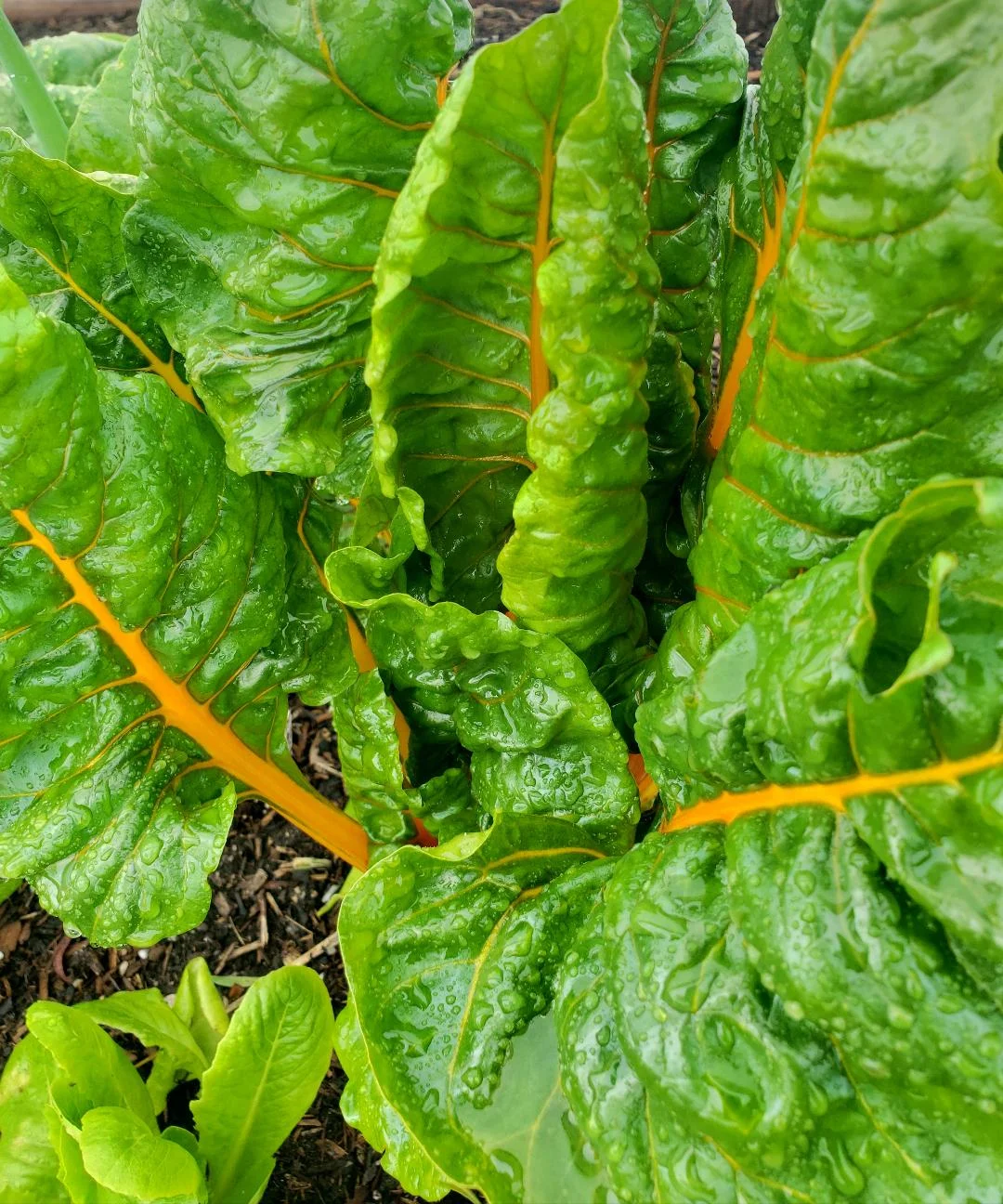 Yellow Chard