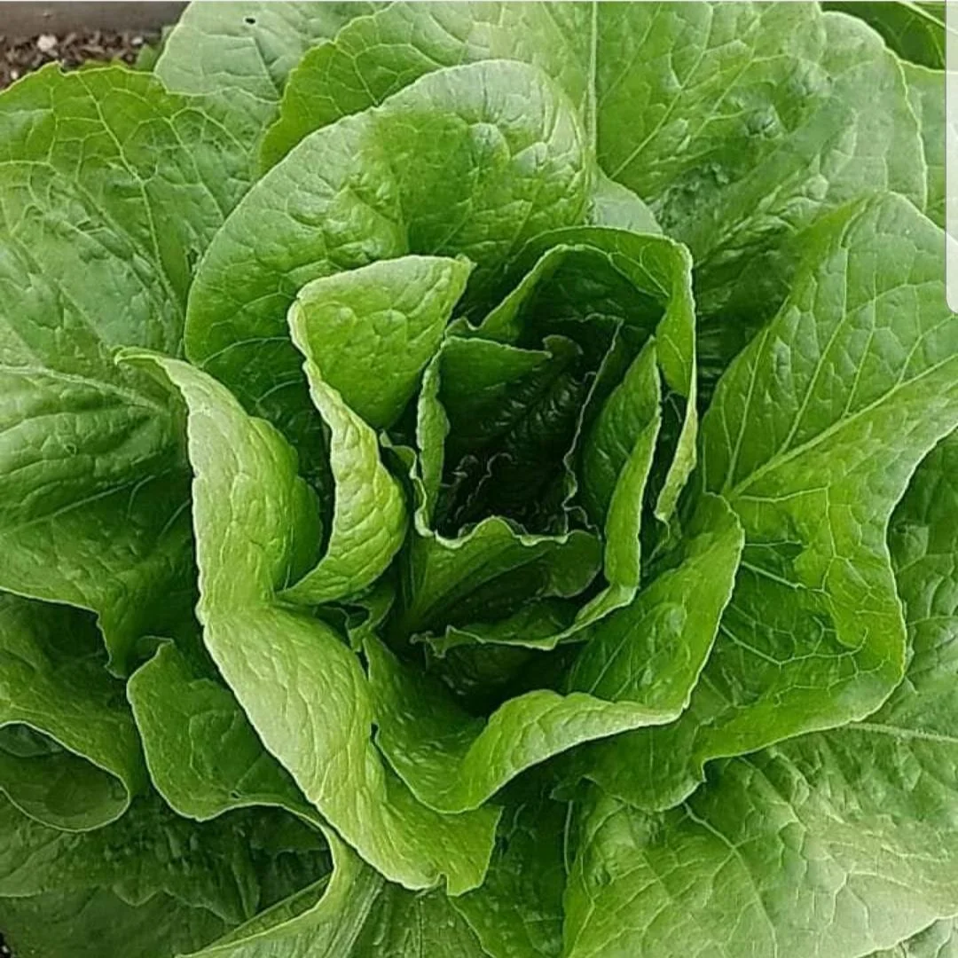 Romaine