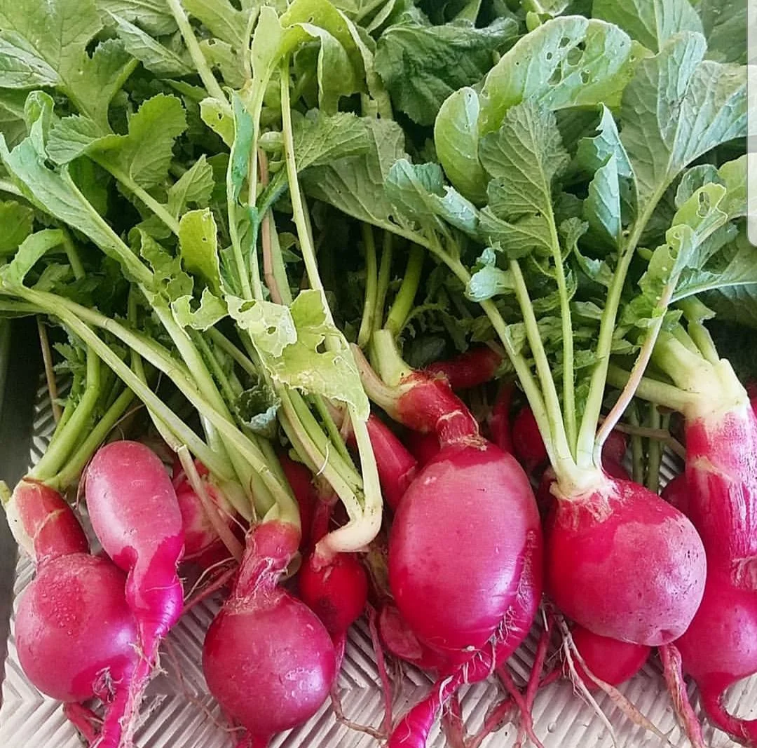 Radishes