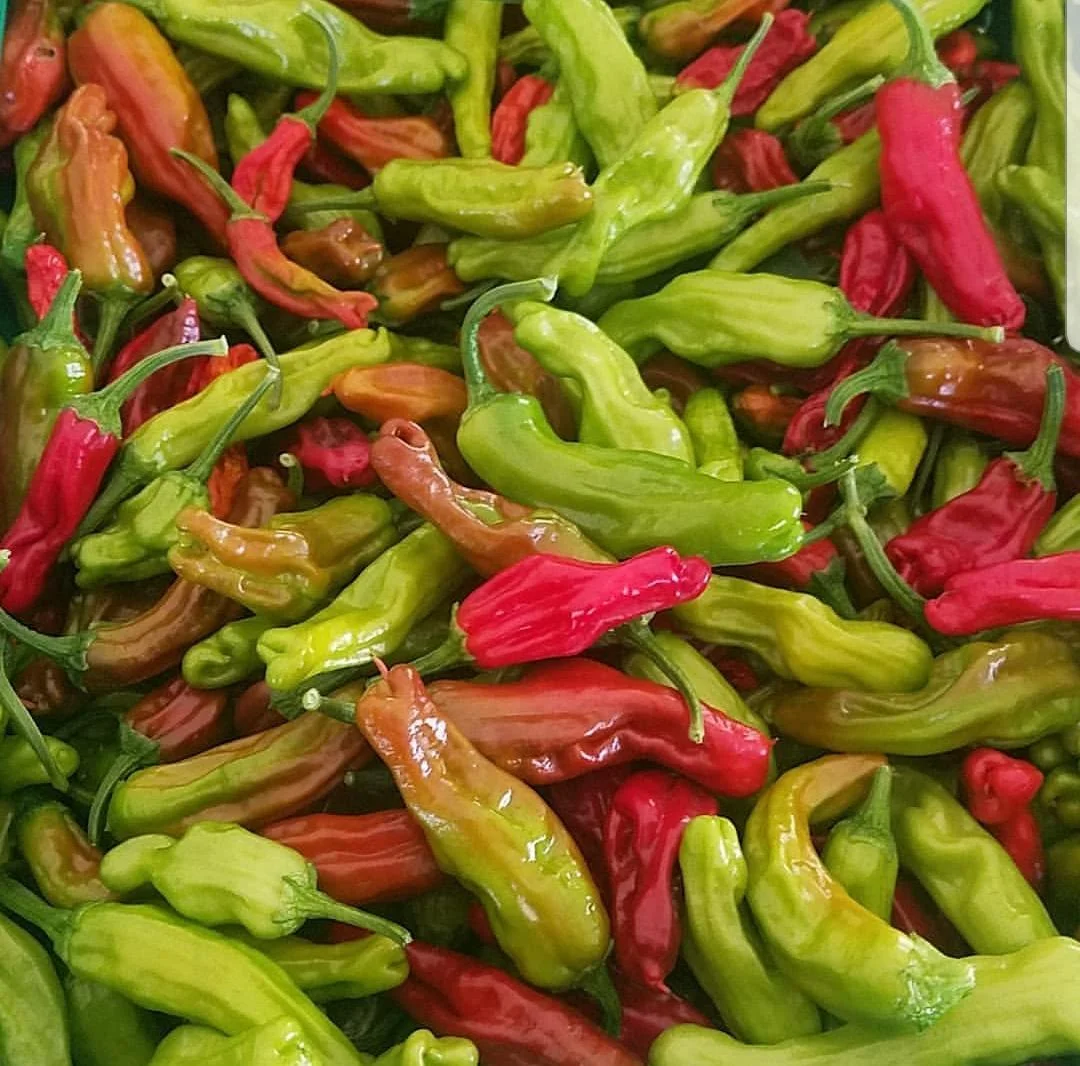 Shishito Peppers