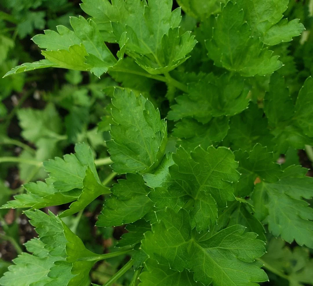 Parsley