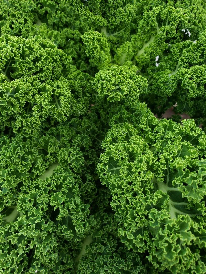 Kale