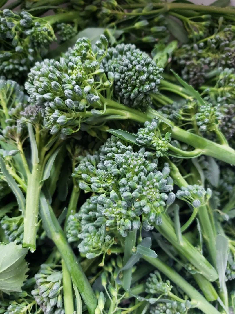 Brocolli