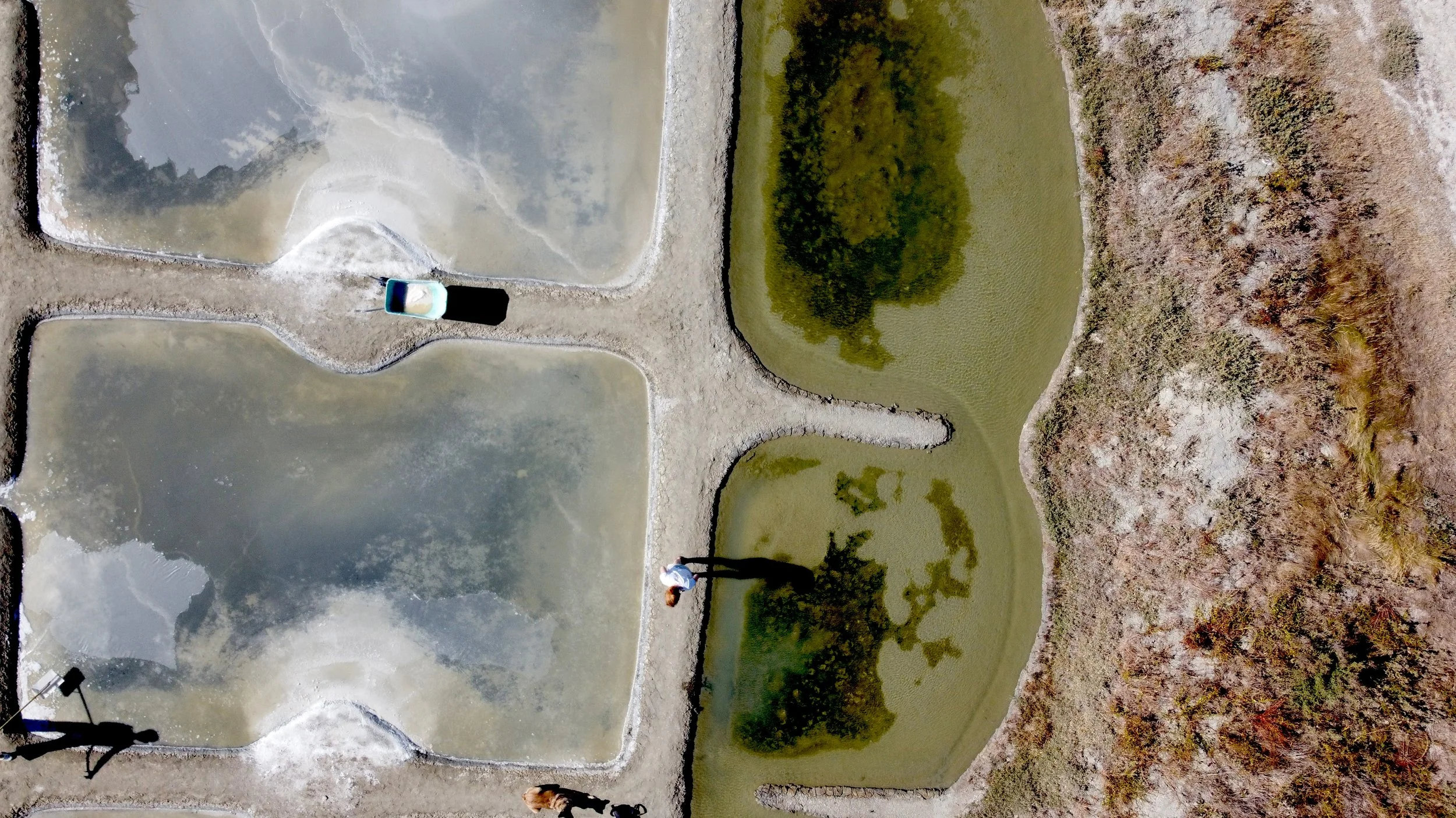 Sel de Guérande 11.jpg