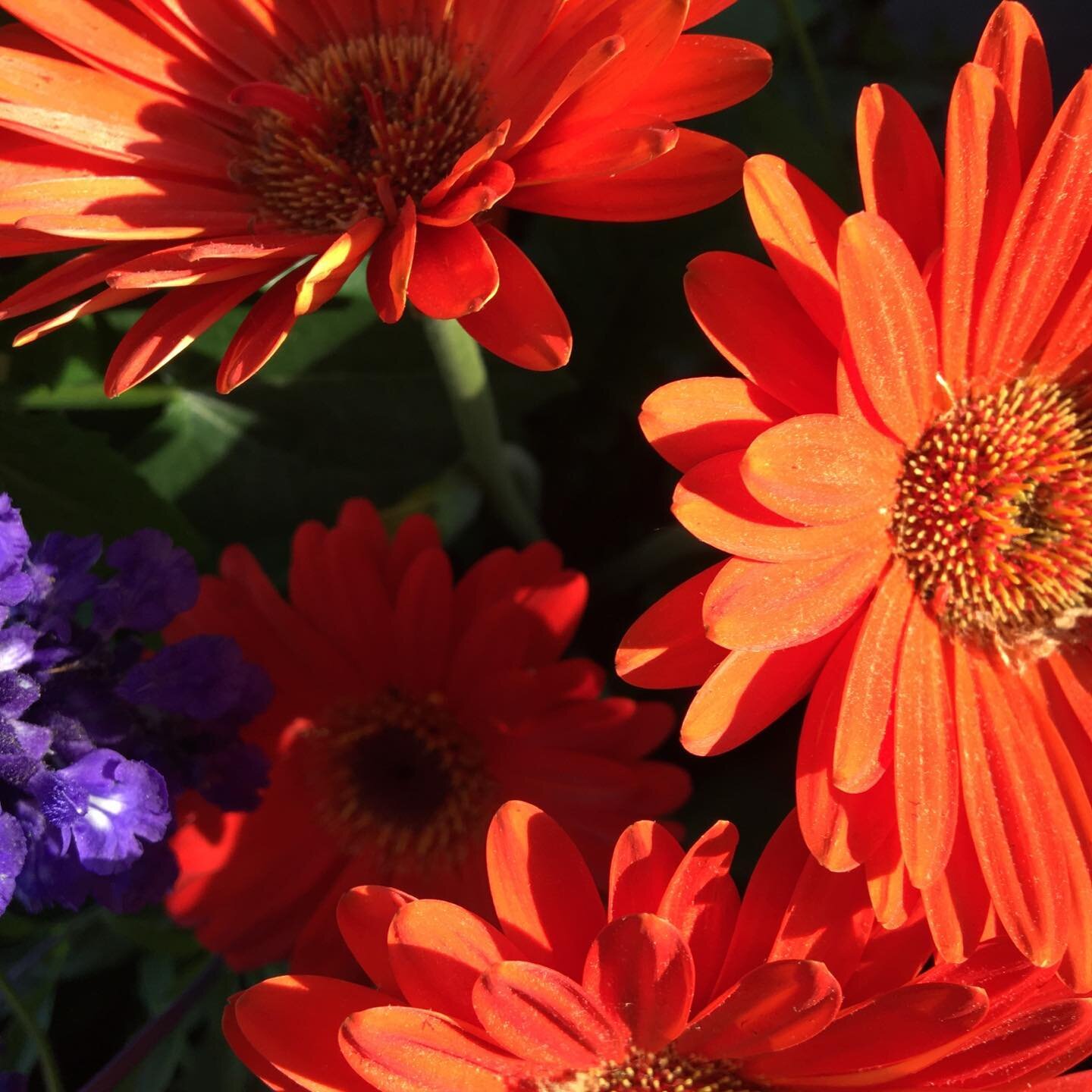 #orange Gerber daisy loves black and blue salvia #plant a Gerber daisy in your garden# Gerber daisy says love