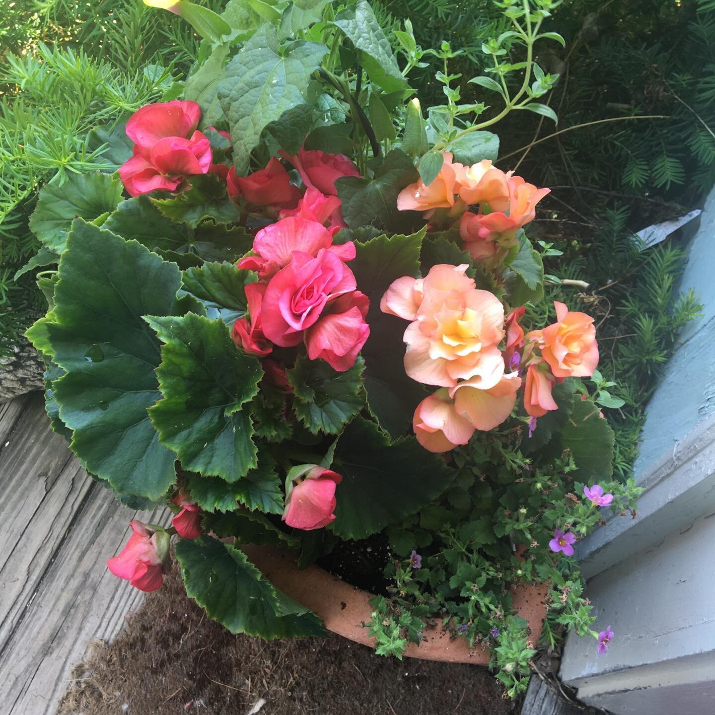 #summer begonia coral and burglary love fest# summer garden begonia planters# begonia#summer flowers# blooms in June# annual begonia container gardens #in full bloom container gardens