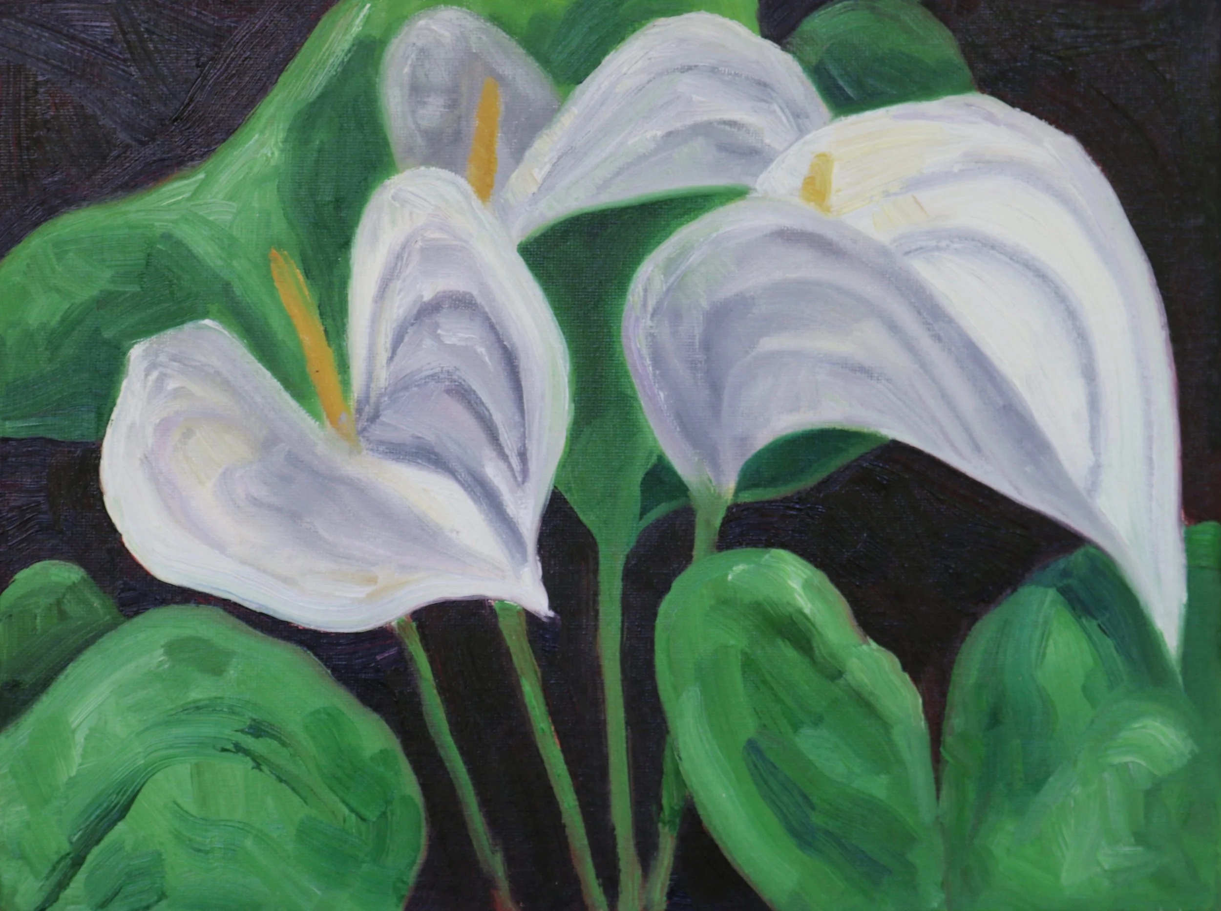 White Anthuriums on Black