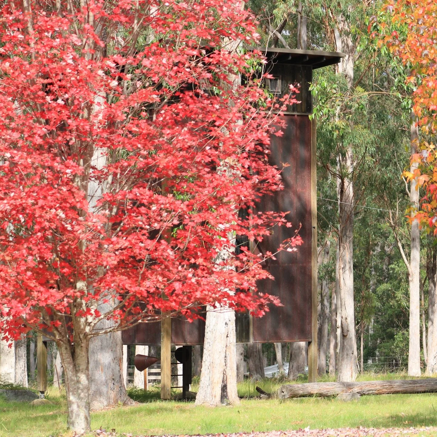 Maple mania at the Mill + surrounding eucalypt forest. Quiet times.