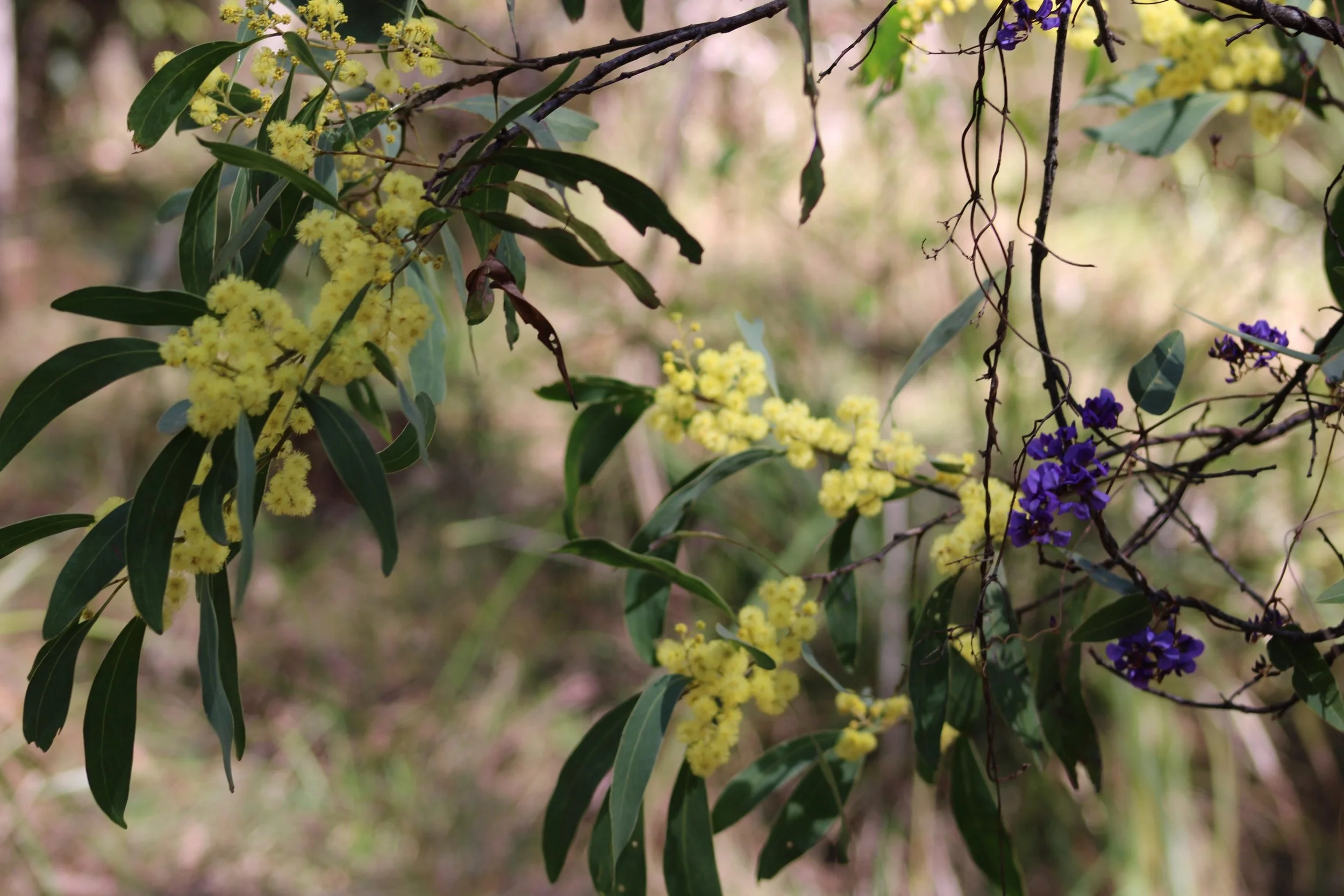 Winter wattle. This time of year with the wattle out, and Spring flowers starting to appear, it&rsquo;s a a good time to visit the Granite Belt! We are thankful that the Harrigans Lane property is part of the New South Wales biodiversity conservation
