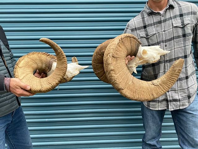 Which would you prefer on this #fullcurlfriday ?! A 40 inch Dall or 40 inch Rocky??? Avery killed this ram on Saturday and it was cleaned and back at his house by Tuesday. Give us a call if you like amazing skull work with a quick turnaround time!! #