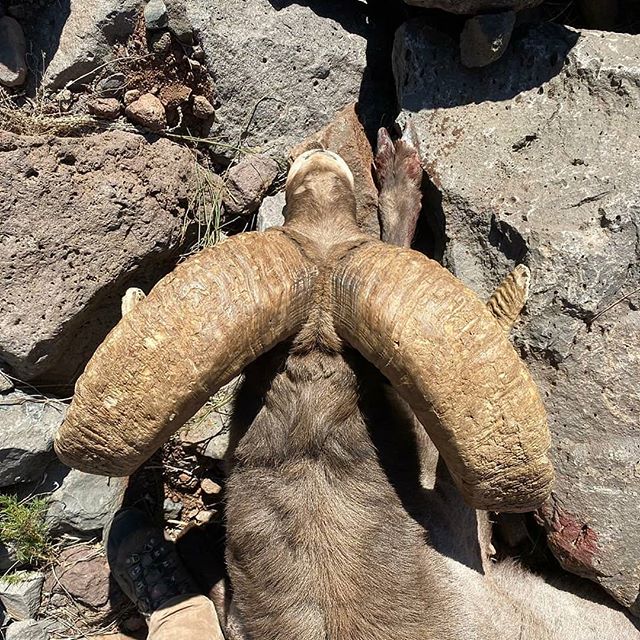GIANT Rocky Mountain Big Horn Sheep

#rockymountainbighorn #sheephunting #wildsheepfoundation #wildsheep #fullcurl #hunt_az #Arizona #themountainproject #marsupialgear
