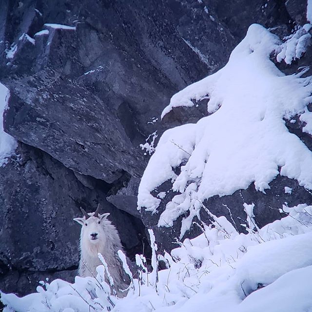 Billy or Nanny?  This is the view we woke up to at 325 yards last week on day 7 of an extremely wintery and taxing Southeast Alaska December Mountain Goat hunt. 
#rockymountaingoatalliance #mountaingoat #mountaingoatmonday #billyornanny #alaskacrossc