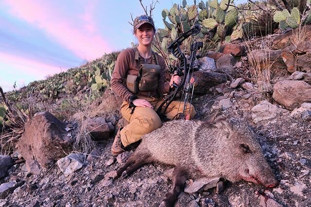 First week of pig season and we&rsquo;ve already got a trophy to clean! &bull; &bull; &bull; 
#theskullbrothers #javalina #javalinahunting #pigseason #archery #archeryhunting #archerygirl #bullbasinarchery #marsupialgear #swarovski #euromount