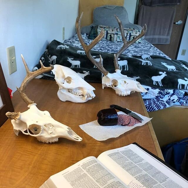 Davis' dorm room got some new decorations after Christmas Break!! Anybody else bring their trophies to college with them so you wouldnt forget why its important to graduate in 4 years? 😜

#skullcleaning #europeanmount #muleys #muledeer #bigbucks #co