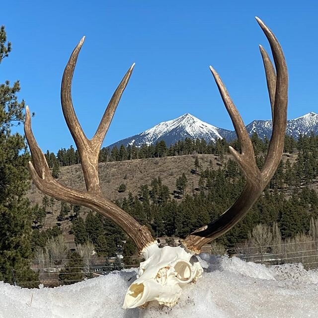 Thank you  @a3mott for letting us clean your  phenomenal 2019 OTC archery buck!! Those back forks are unreal!! #muleymonday #muledeer #muleycrazy #bigbucks #hunt_az  #marsupialgear #themountainproject #a3trophyhunts #europeanmount