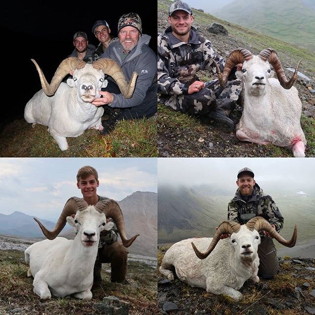 If you would've told me even 5 years ago that all 4 of us would kill Dall Sheep, I would've said you were crazy. But here we are and in less than 3 months, we will be back on the mountain looking for Davis' second White Sheep!!! Unreal!!!!! #fullcurl
