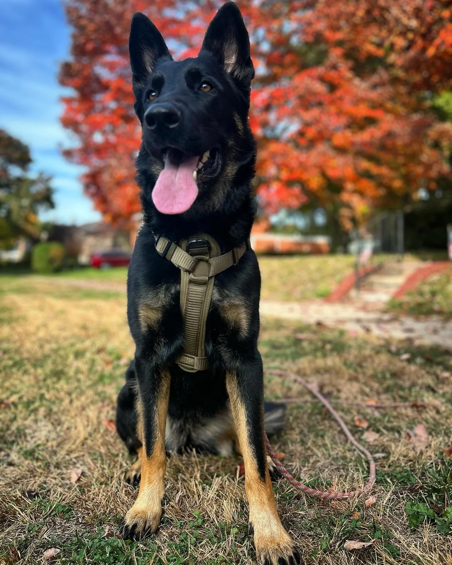 sweater weather or something like that #fall #fallfashion #leaves🍁 #germanshepherdsofinstagram #southbendindiana #cutedogs #cutegirlsonly #hashtags