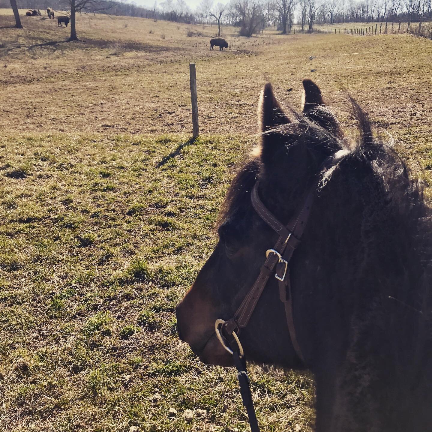 The only thing better than watching bison, is watching bison from horseback. #thebisonfarm #pasofino #gaitedadvocateinterventionteam