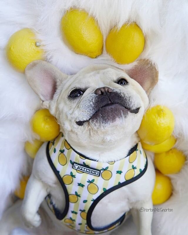 That's lemonade on the rug if anyone asks. I definitely did not pee 🍋 #DontBeSuspicious #Lemonade
&deg;
&deg;
How cute is this lemon harness from @frenchie_bulldog! 🍋 Use code 🌟HORTON10🌟 to save! 💸 #frenchiepetsupply #friendchie #friendswithfren