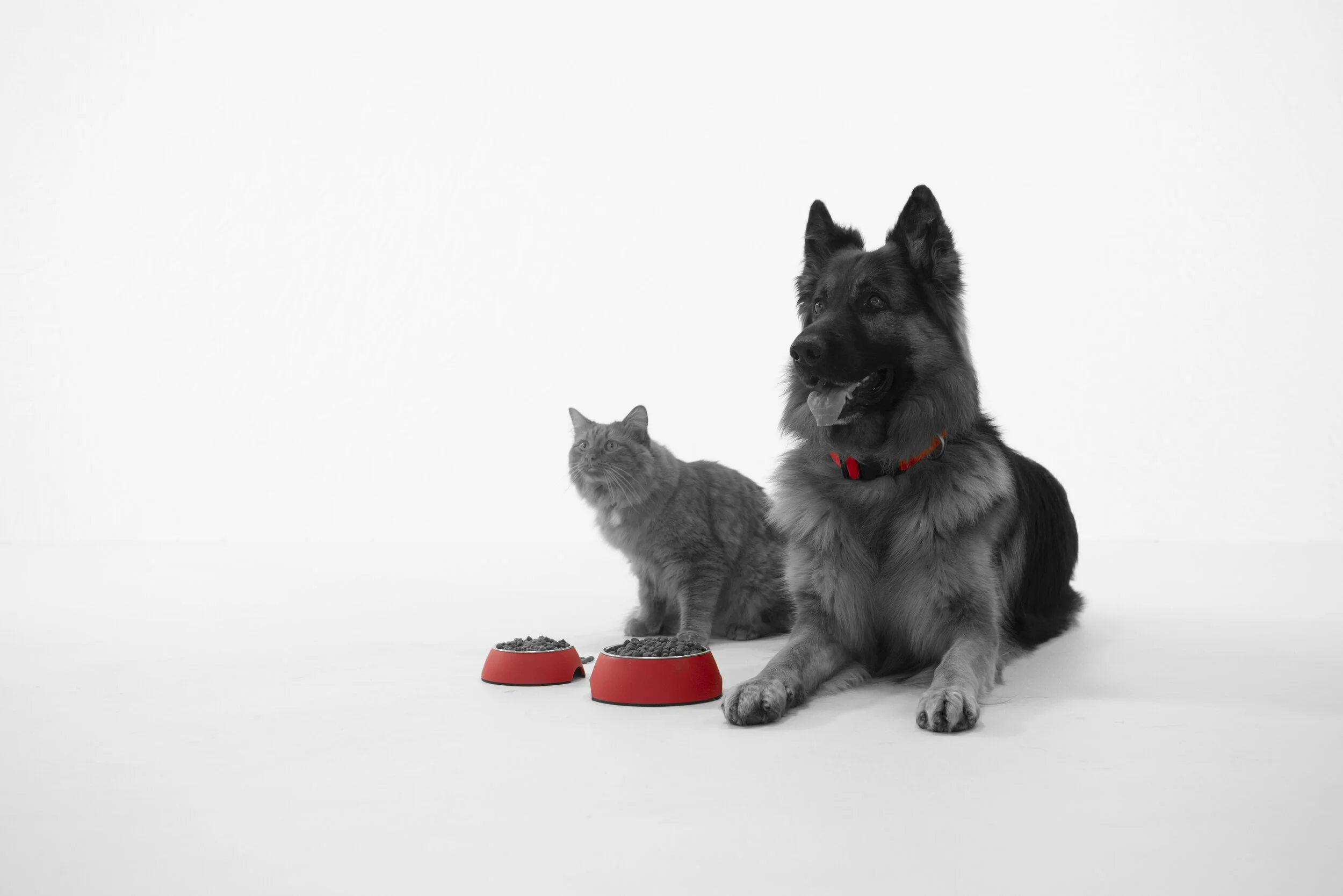red collar pet food mars