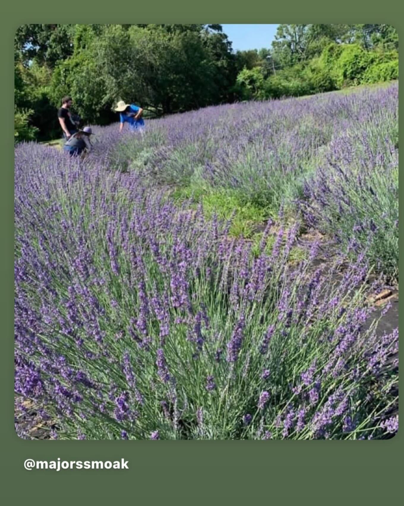 It&rsquo;s incredible to remember what amazing blooms came up our first years. The weather worked out just right and buds and blooms were just exciting!