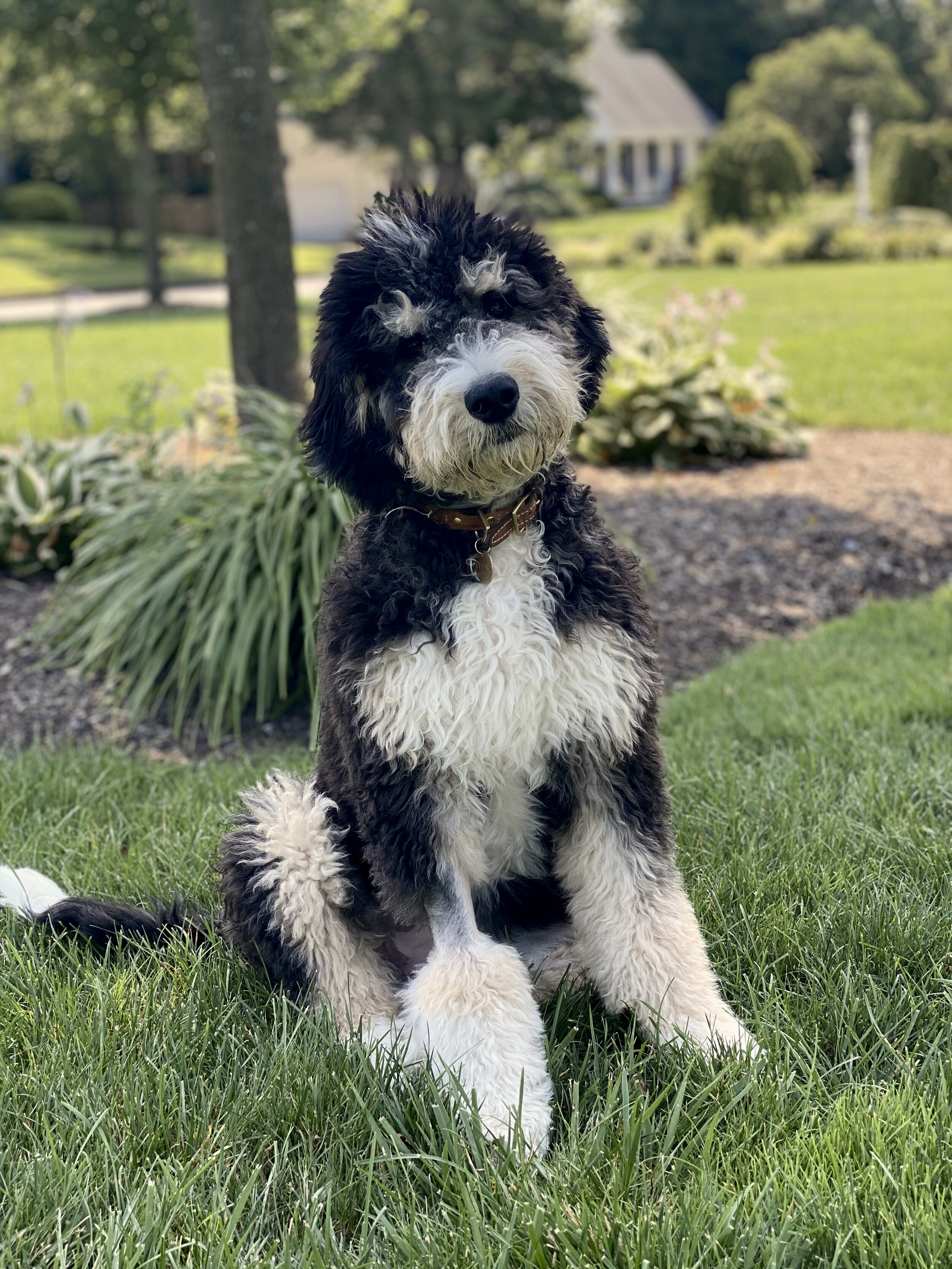 Standard and Mini Bernedoodles Puppies For Sale - Poodles 2 Doodles - Bernedoodle  puppy, Bernadoodle puppy, Puppies