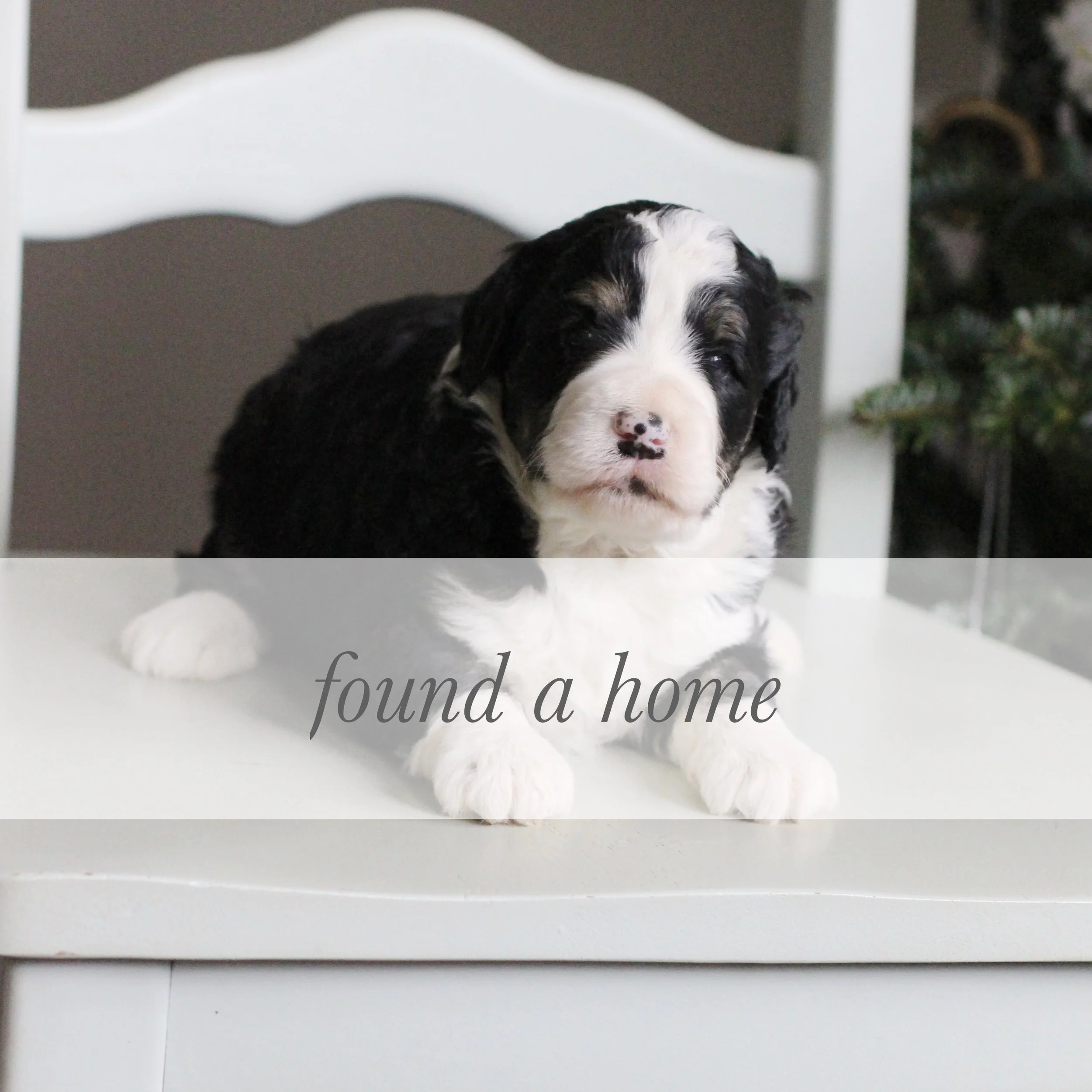 Holly Berry [ female ]