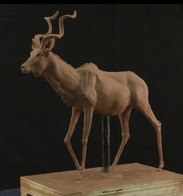 Antelope, H. Cassell, 2016.jpg