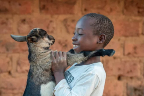 Goats bring blessing to family facing drought