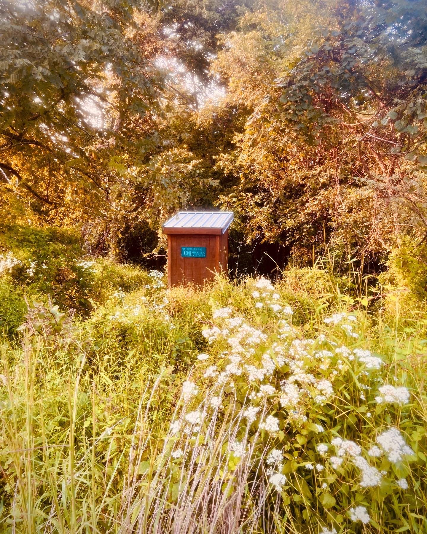 Outhouse flowers.JPG