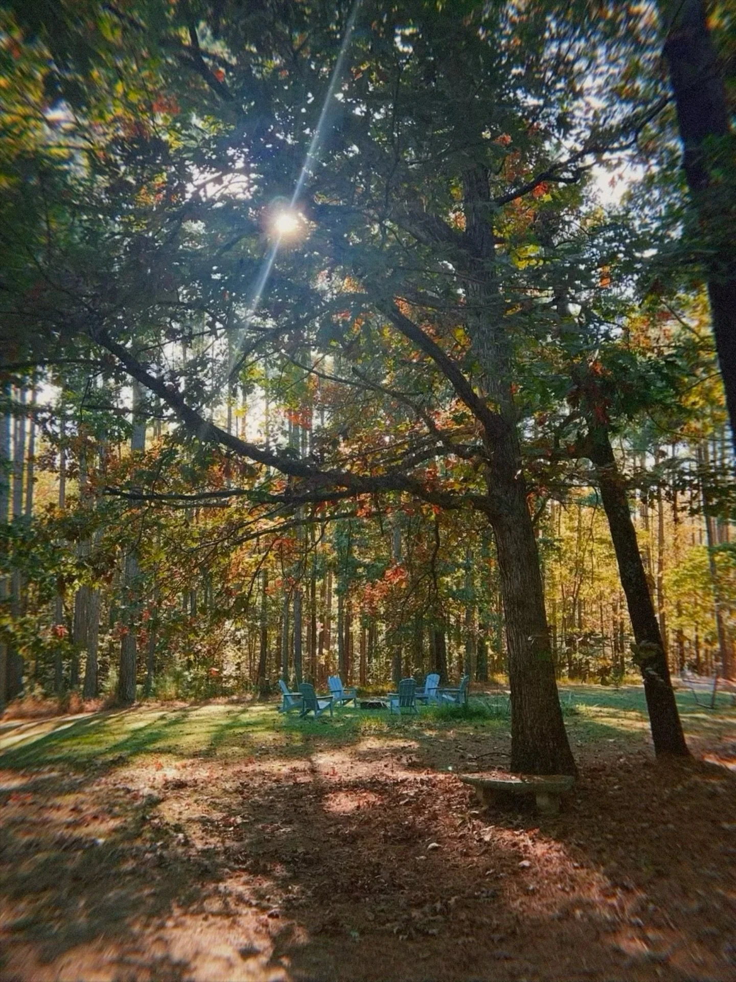 Fall at Reverie/Tiny Haven 🍁☀️🌲🍂⛅️ it&rsquo;s always magical 

#fallcolors #autumnvibes #virginiafall #fallfeels #intotheforestigo #tinyhaven #tinyhavenliving