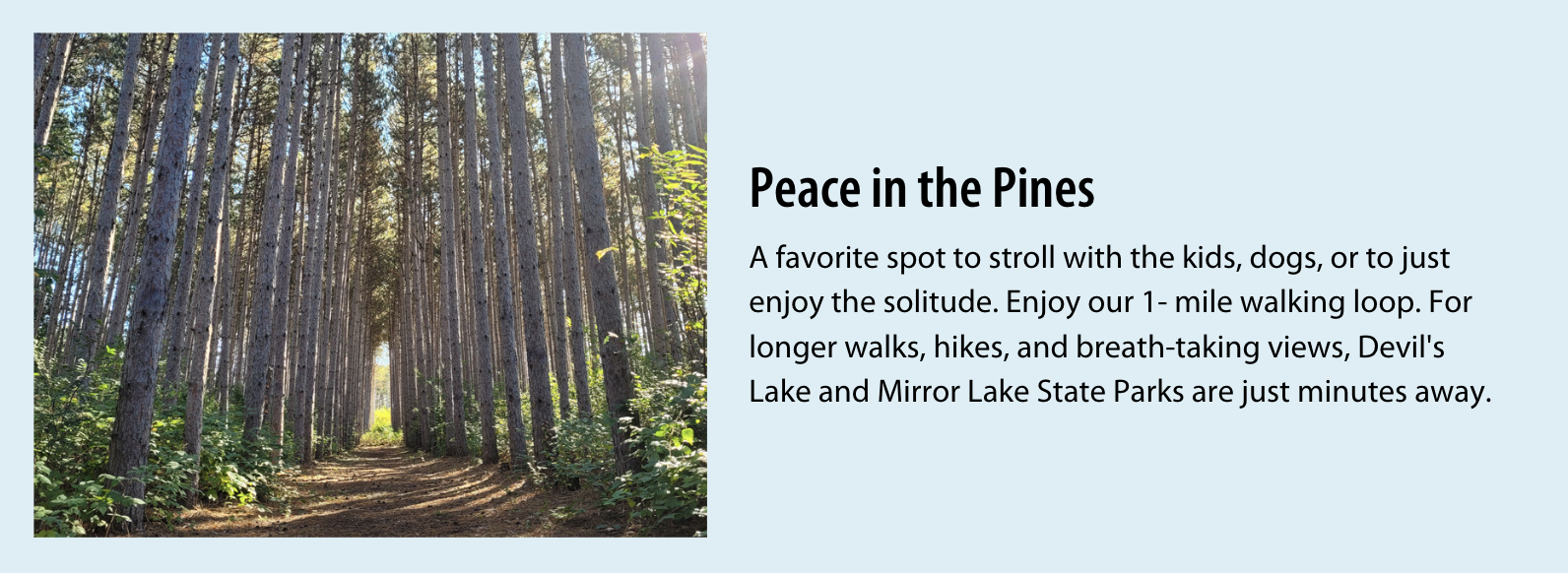 tall trees leading down path