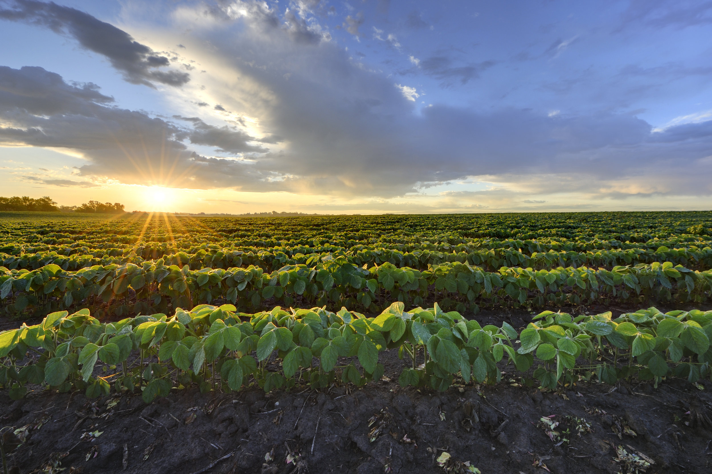 Soybean-field-at-sunrise.-182796666_4223x2809.jpeg