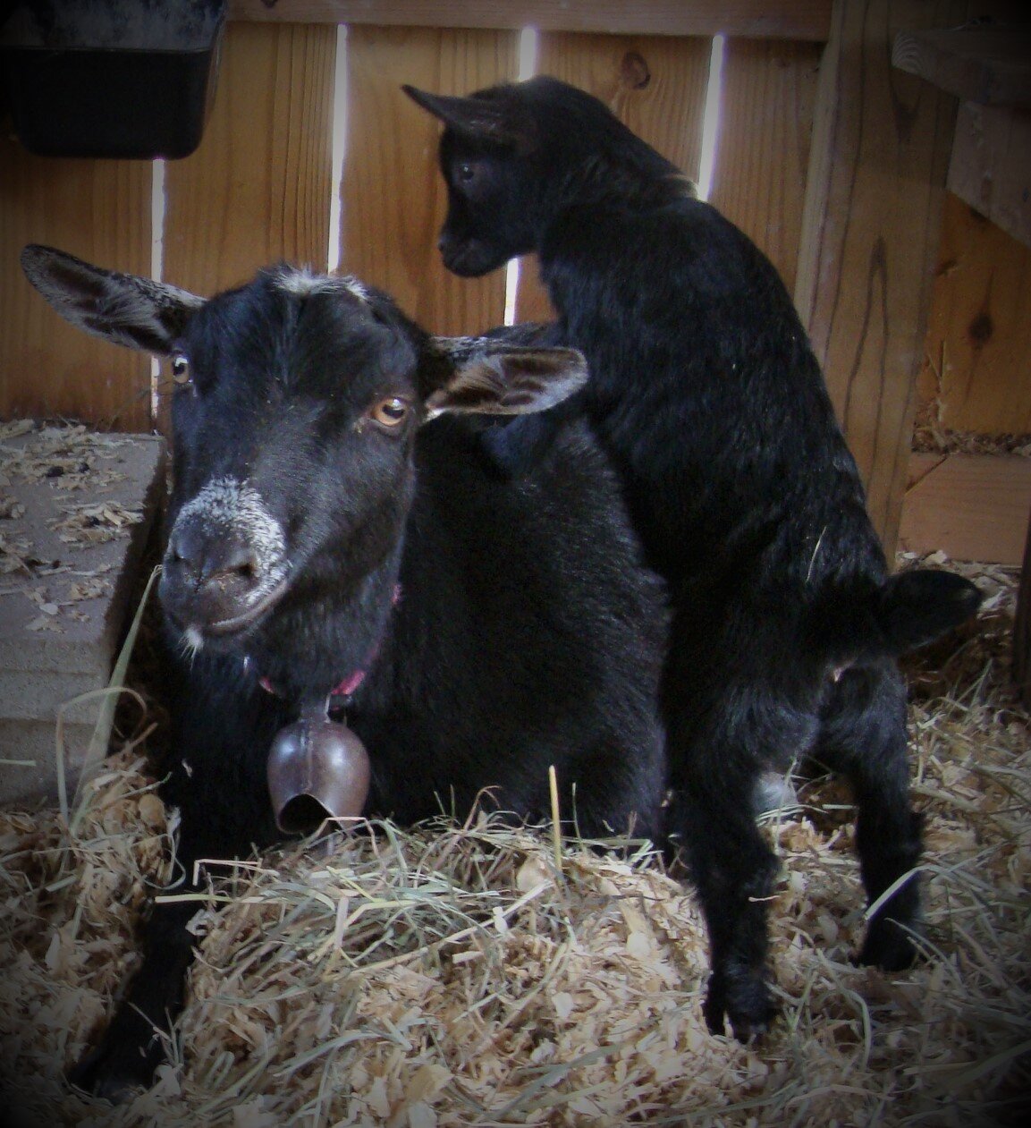 Daisy and Jemma for web.JPG