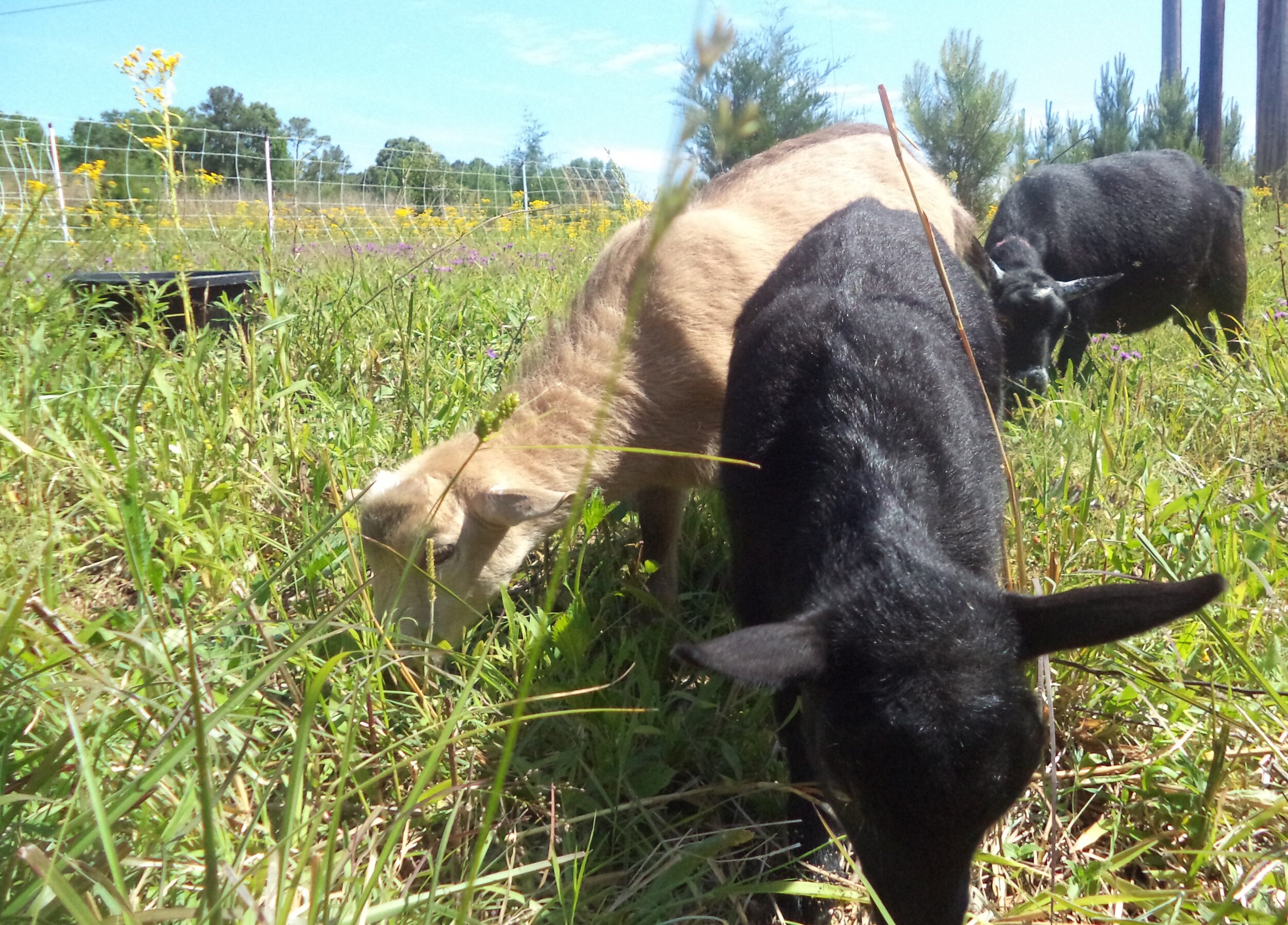 Daisy and Alexander in Pasture.JPG