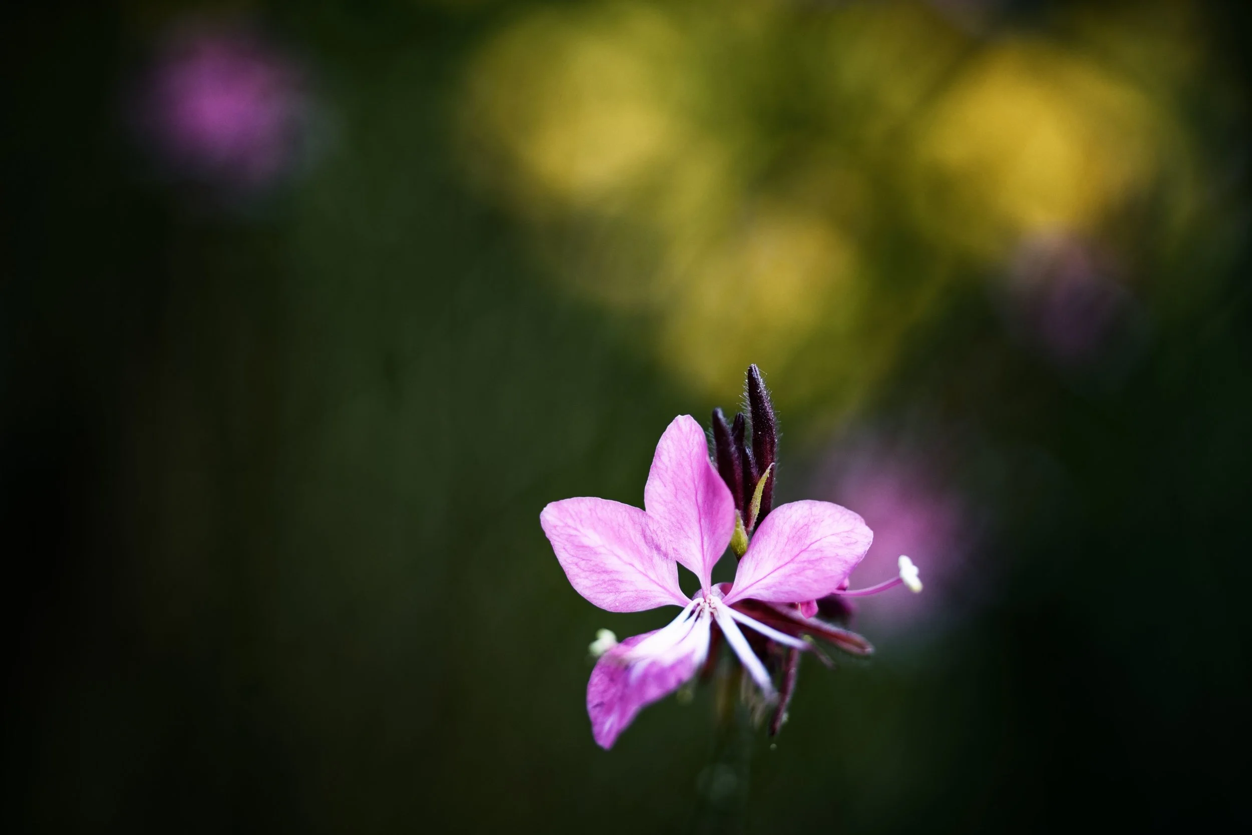 flower-lowkey.JPG
