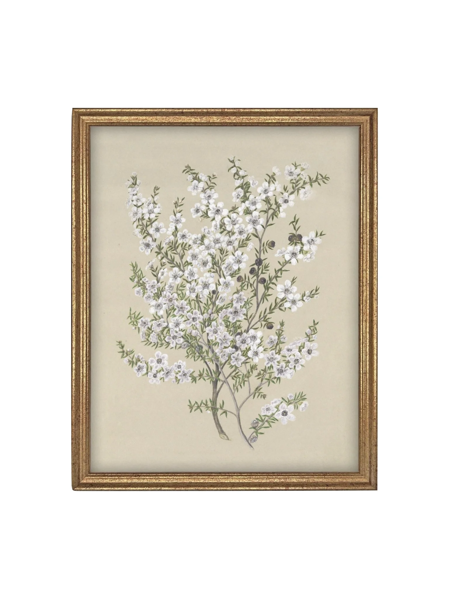 Botanical Artwork, Vintage Reproduction on Canvas | Framed