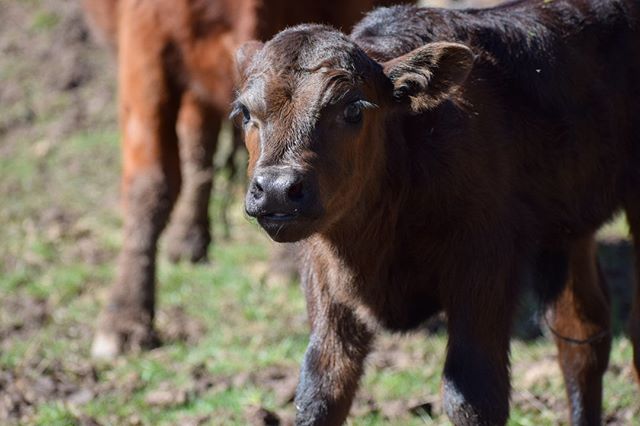 HAPPY FRIDAY! ☀⠀
.⠀
.⠀
.⠀
.⠀
.⠀
.⠀
.⠀
.⠀
.⠀
#heifer #calvingseason #raisingbeef⠀
⁣#beefbox #grassfedbeef #angus #grassfed #sustainable #paleodiet #ketodiet #redmeat #healthyliving #momlife #healthymama #ethicallyraised #oregonlife #pnw #oregongrown #