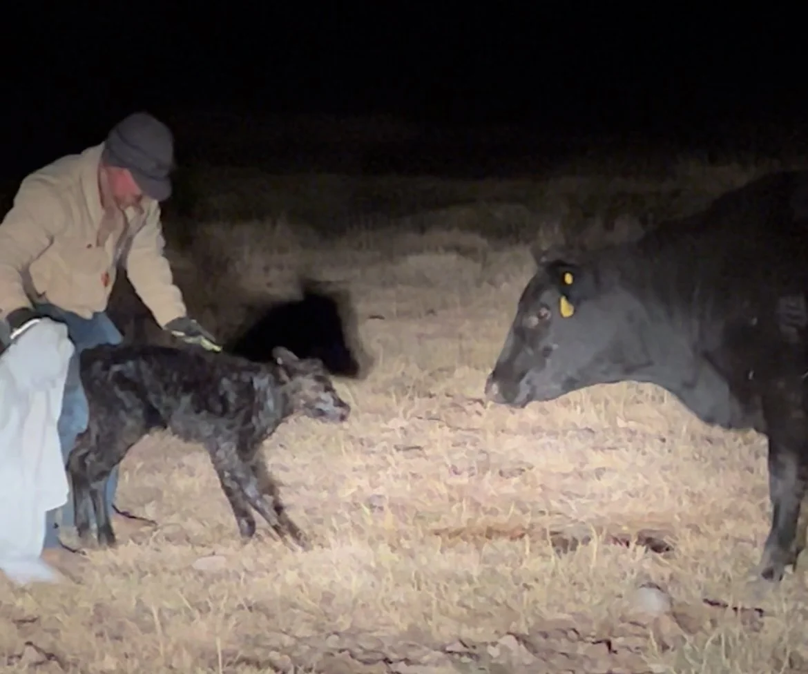 An Unexpected Arrival: A Surprise Heifer Calf on the Ranch