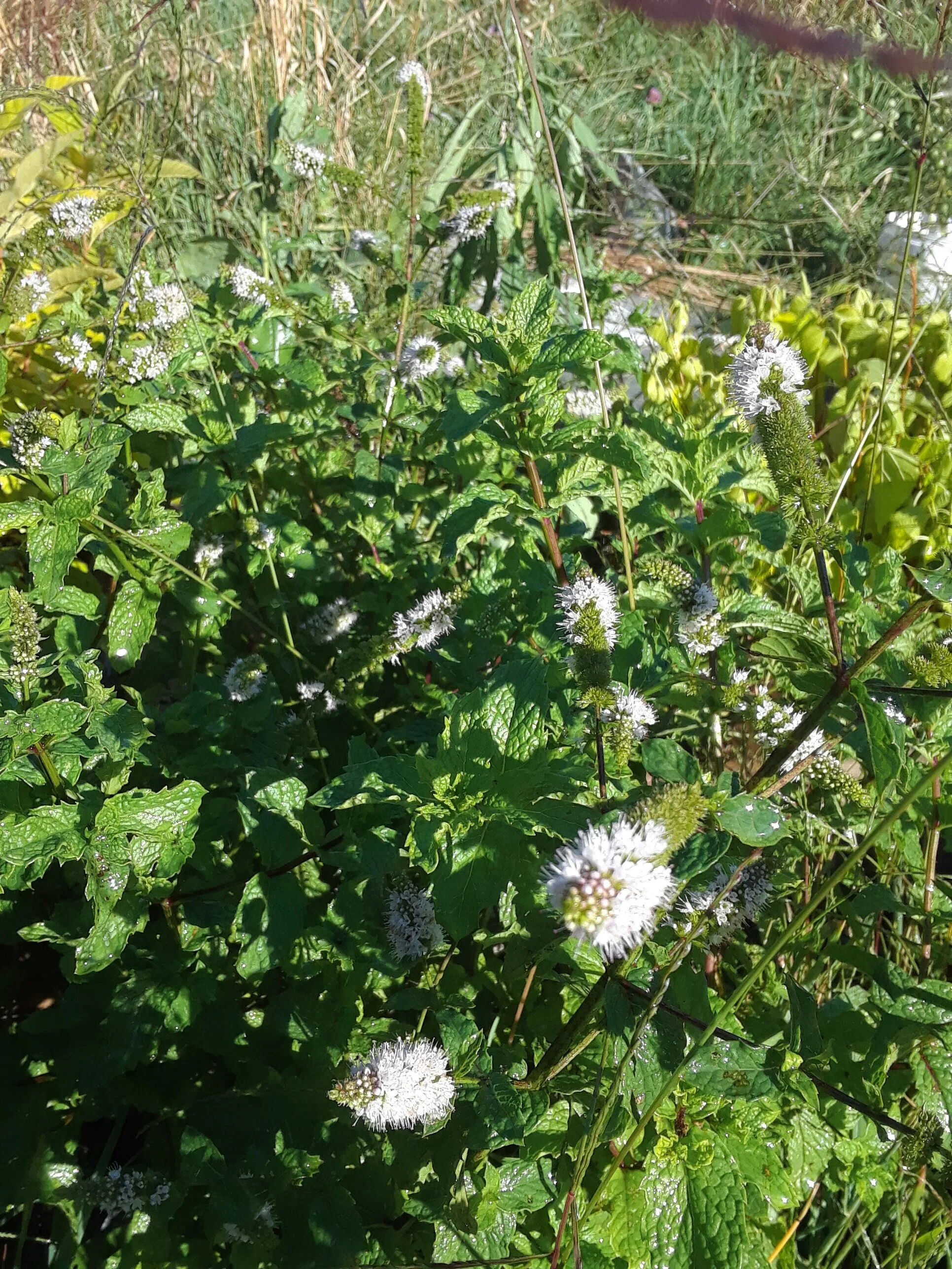 20190918_164839.jpg